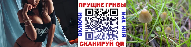 Псилоцибиновые грибы прущие грибы  Далматово 